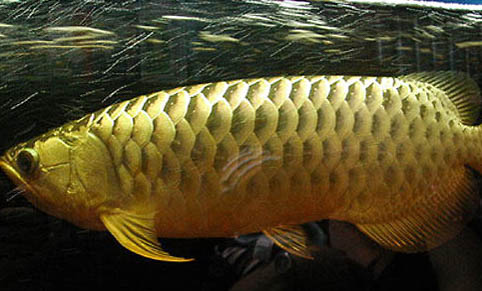 為什么釣鯽魚主線不能太大