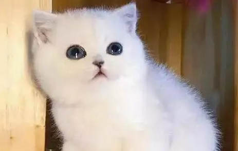 新手怎么飼養貓咪