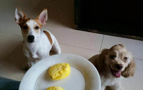 狗狗得了犬瘟能自愈嗎