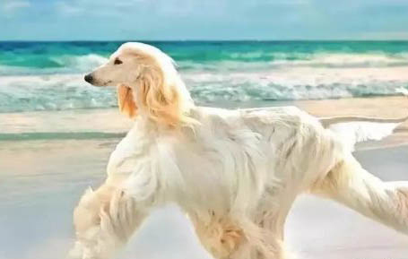 一只幼犬多久取消籠養