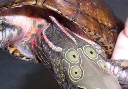 四眼斑水龜能活多少年