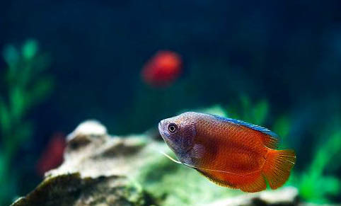 缸里養(yǎng)魚水水渾怎么辦