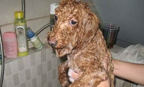 貴賓狗能活多久