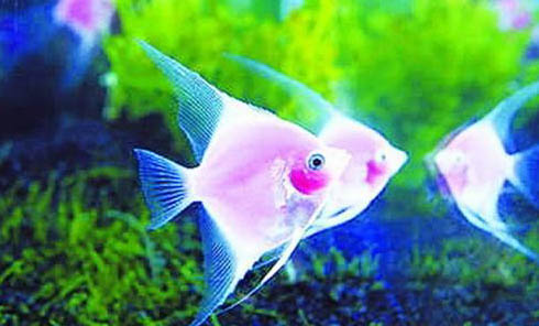 孔雀魚一次能生多少小魚生多久