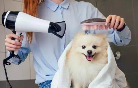 狗脫肛能自愈嗎？