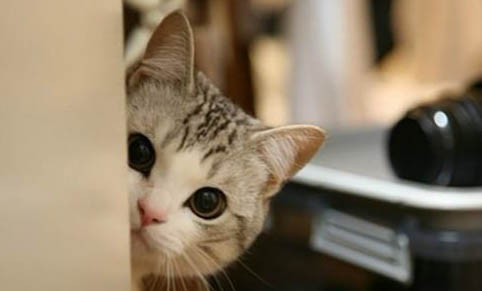 如何選擇到健康貓咪