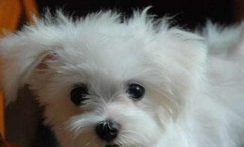 貴賓狗懷孕多久生下來(lái)