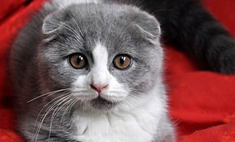 導致老年貓嘔吐的原因