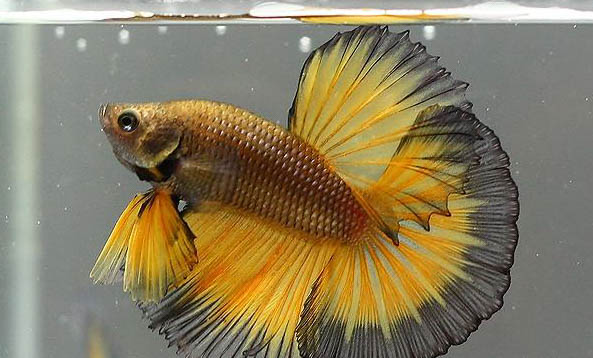 斗魚適合的溫度