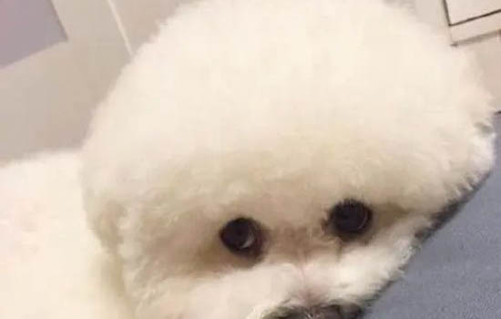如何判斷狗狗年齡的
