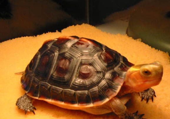 黃緣閉殼龜可以冷水養嗎