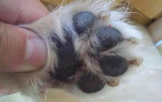 狗狗拉黑色的便便稀的？