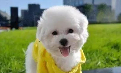 幼犬得了細小幾天能挺過去，會沒事？