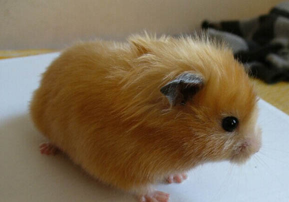 怎么訓練西施犬不吃屎