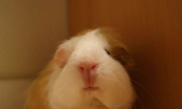 荷蘭侏儒兔多少錢一只