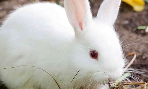 幼兔吃兔糧要泡一下嗎