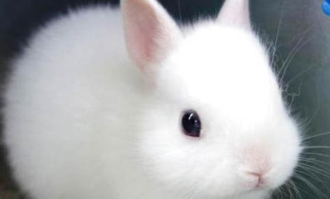 長毛奶貓和短毛奶貓的特征有哪些