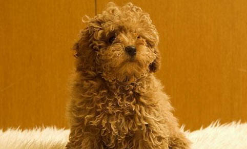 貴賓犬不吃飯可以活多久