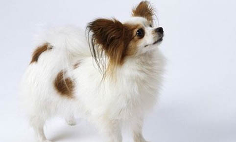 蝴蝶犬的優(yōu)缺點(diǎn)主要有哪些