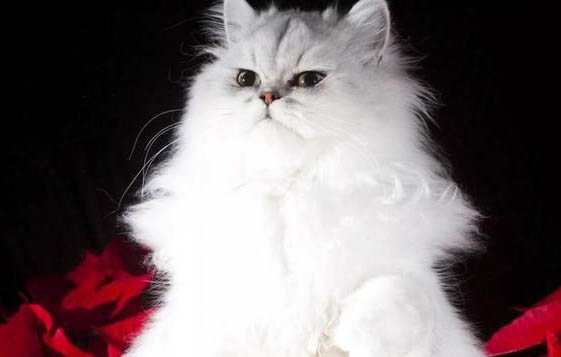 波斯貓能活多長時間?