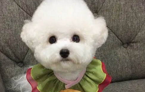 狗狗為什么會患陰囊炎啊？