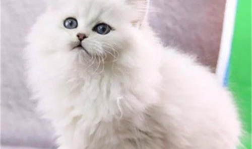 幼波斯貓得了貓瘟能活多久