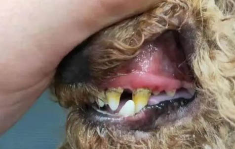 狗狗懷孕期間耳朵里長耳螨怎么辦？