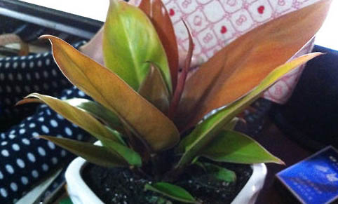 紅寶石魚好養嗎?