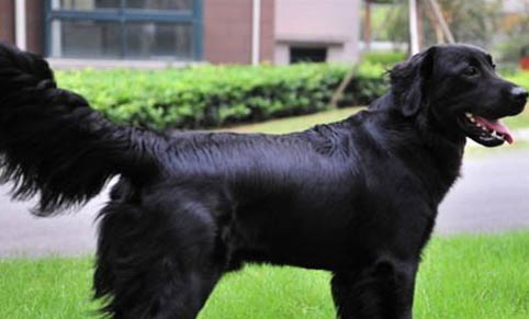 有哪些狗狗作為導盲犬