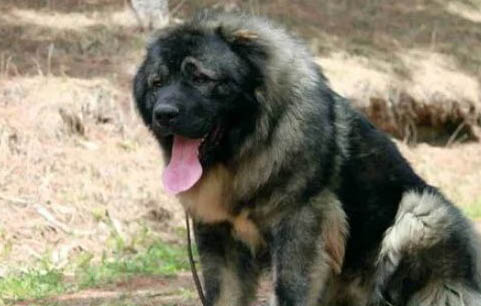 哪里有賣純種巨型藏獒