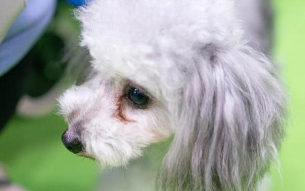狗狗得細(xì)小只吐黃水了不拉了