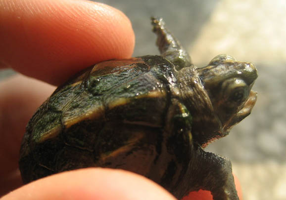 果核泥龜好養嗎