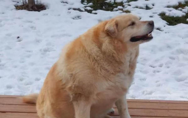 狗狗得癌癥有哪些癥狀