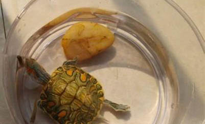 水龜可以一直在水里養嗎?