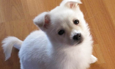 一個月大的狗狗可以體外驅蟲嗎