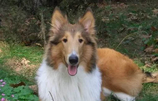 引起蘇格蘭牧羊犬貧血的原因