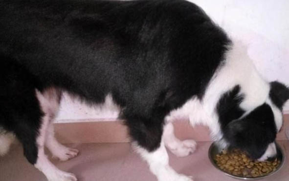 邊境牧羊犬的訓練方法有哪些