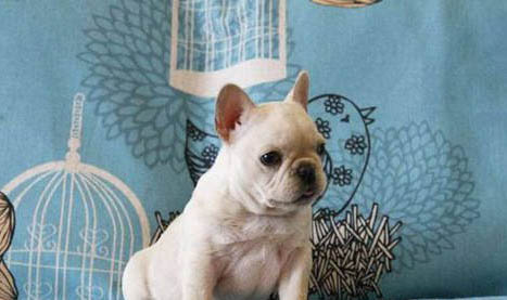 幼犬細小臨死有哪些征兆