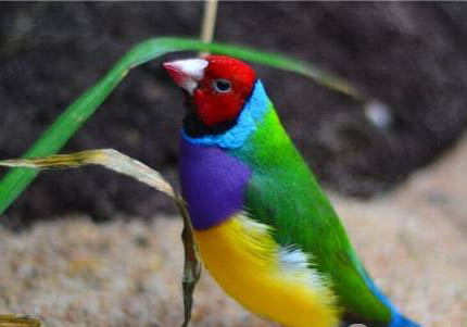 七彩文鳥的飼養與繁殖