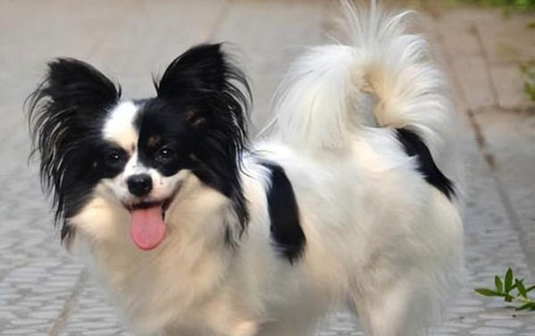 馬爾泰和馬爾濟(jì)斯區(qū)別