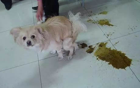 狗狗細小的癥狀