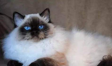 布偶很垃圾嗎？