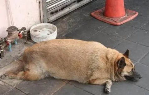 狗狗桃子發(fā)炎了怎么辦
