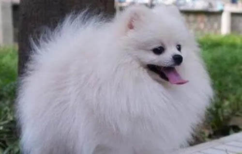 博美犬怎么樣好養么？