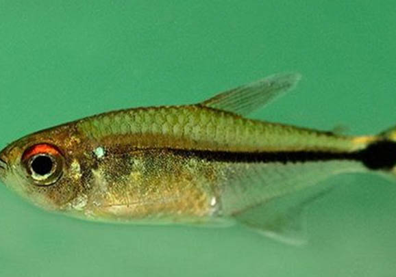 三角燈魚好養(yǎng)嗎