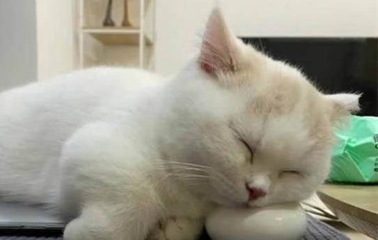 養(yǎng)貓后身上總癢怎么辦？