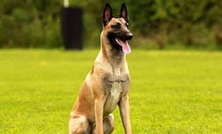 馬犬可以打獵嗎