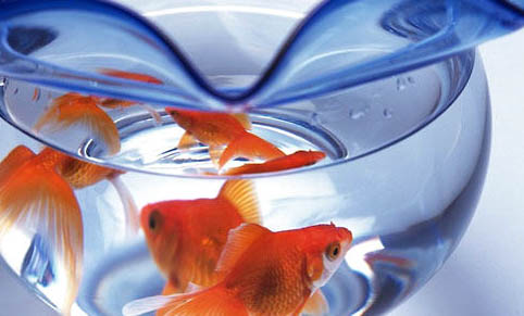 金魚魚卵孵化溫度多少最好
