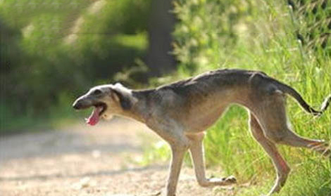 陜西細犬獵兔怎么樣?