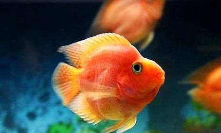 虎皮魚能和彩裙魚混養嗎